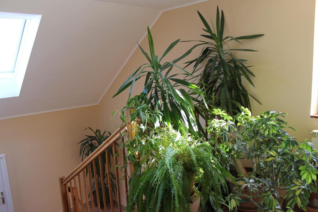 Bajor Panzio Bed and Breakfast Kecskemét Esterno foto